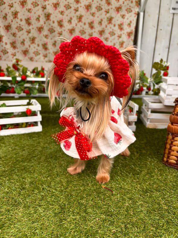 メルちゃん、いちごの被り物