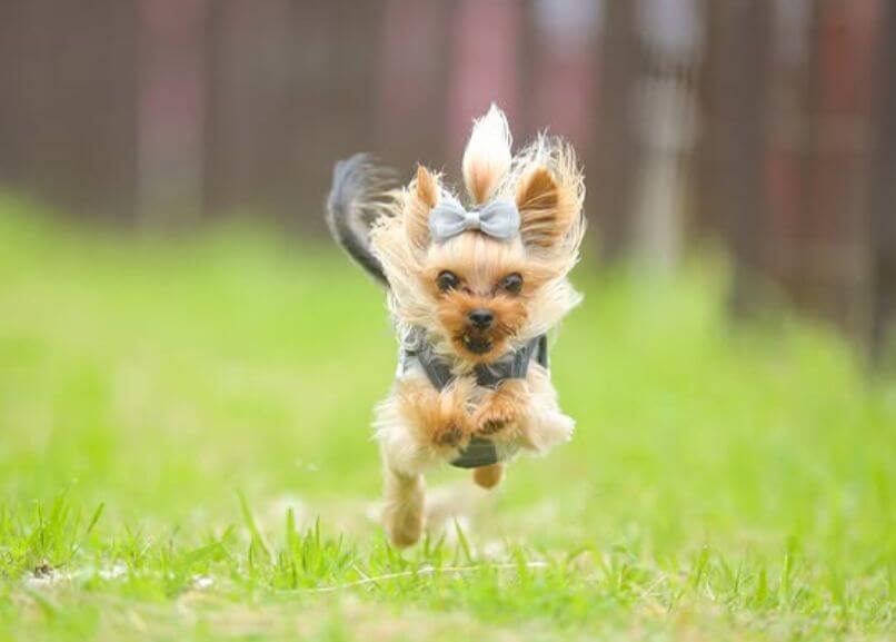 めるちゃん、大会で力強い走り