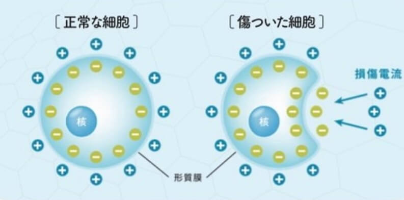 生体電流 (1) 筋膜犬