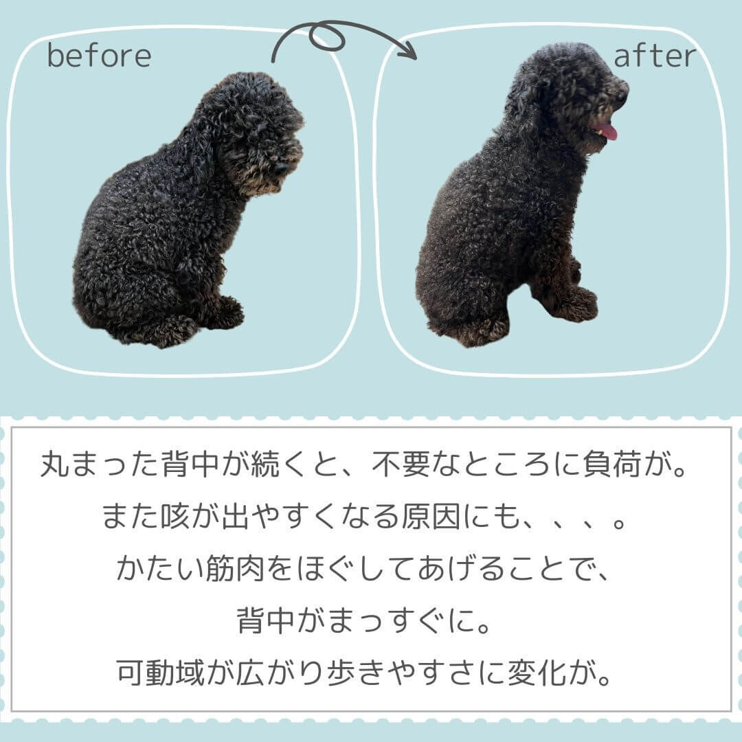 犬ケアビフォー５