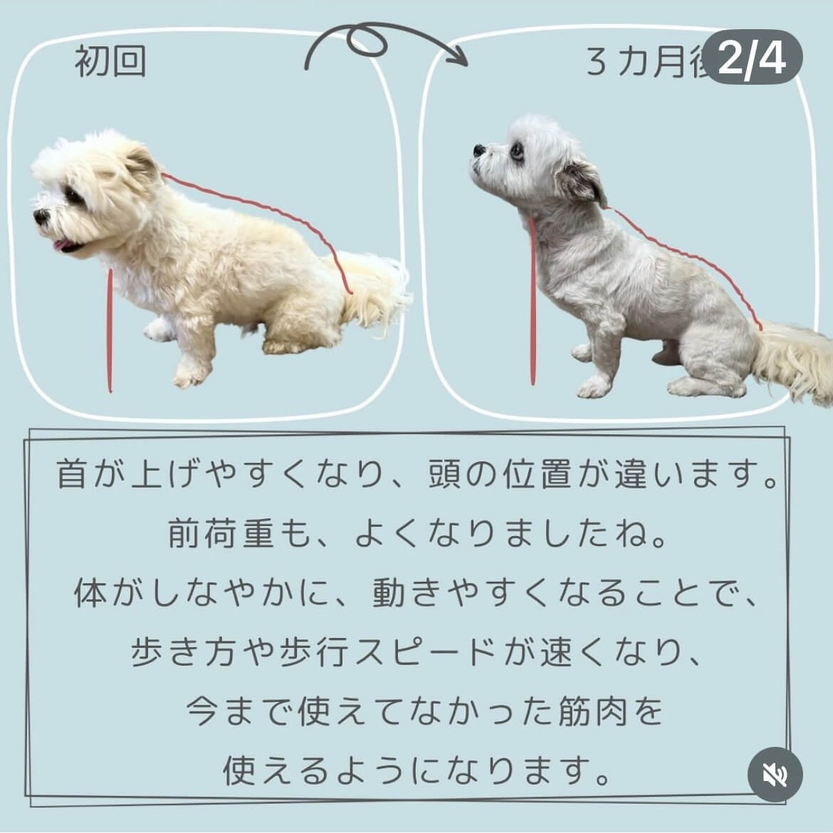 犬ケアビフォー２ 