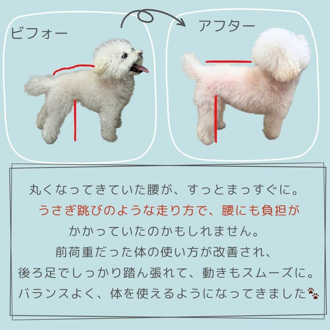 犬ケアビフォー４ 