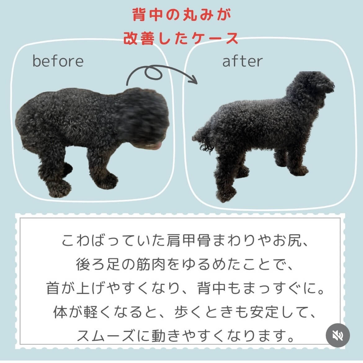 犬ケアビフォー