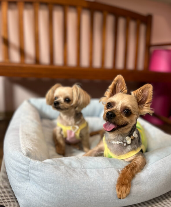 犬画像 (2) (1) ネオヒーラー犬